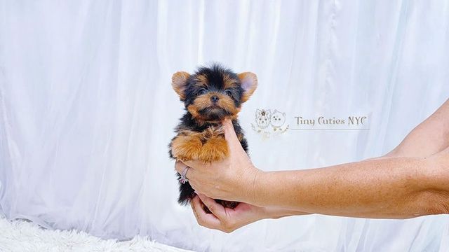 Tiny yorkie puppies for clearance sale